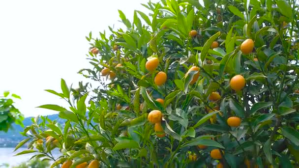 mandarinky na stromě. - Záběry, video