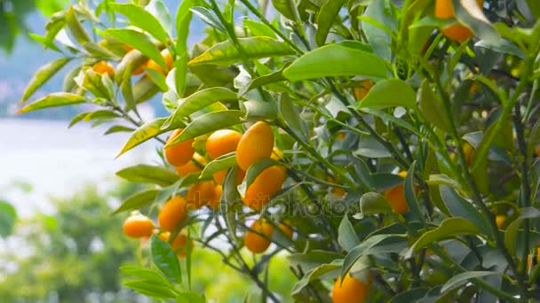 Tangerine tree close-up. - Video