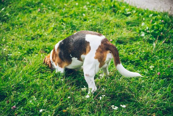 beagle koira pelaa ulkopuolella
 - Valokuva, kuva
