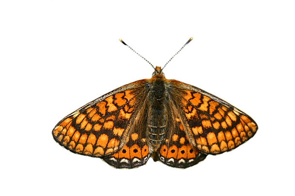 izolované oranžový motýl - Fotografie, Obrázek