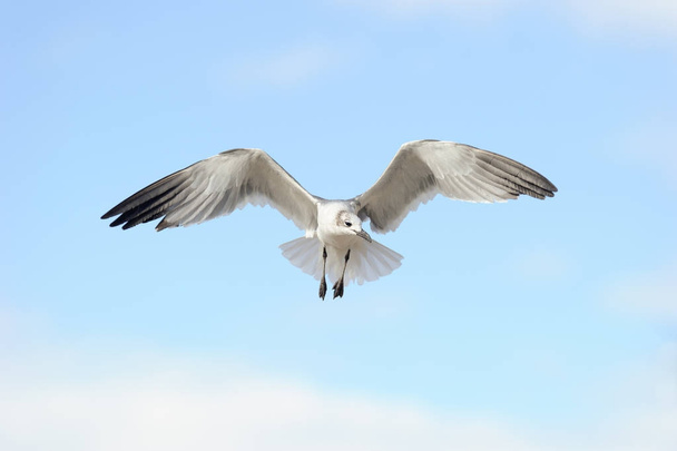 Mouette qui vole en écartant les ailes
 - Photo, image
