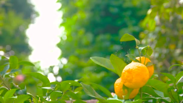 Rijpe mandarijnen op de tak. - Video