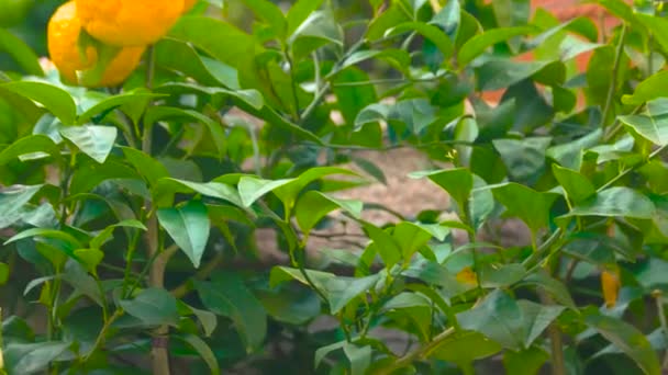 Ripe tangerines on tree branch. - Footage, Video