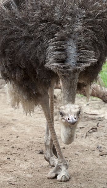Portrait of Ostrich - Фото, изображение
