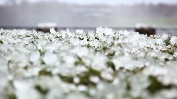 focus across hail drops in grass - Footage, Video