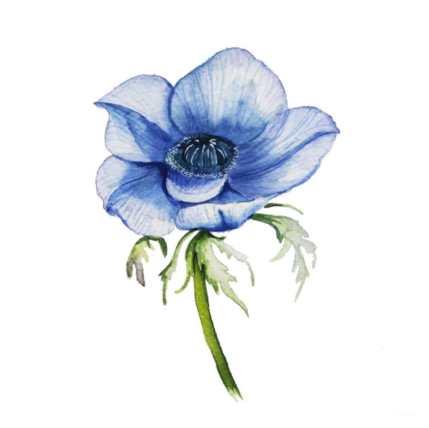 Flower blue - Fotoğraf, Görsel