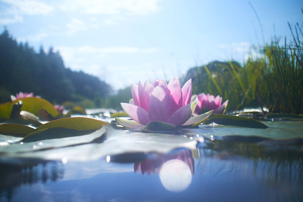 lotus flowers in pond - Photo, Image