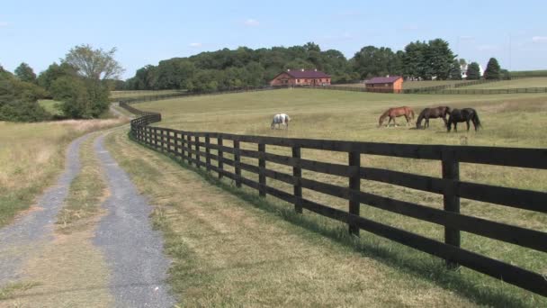 hd farms countryside farm horses - Footage, Video