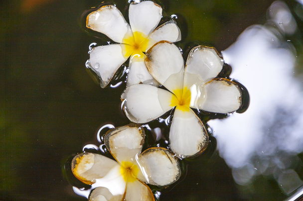 Flor de Plumeria (Frangipani) flotando en el agua
 - Foto, imagen