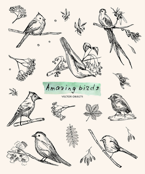 Ilustración vectorial. Objetos de boceto estilo pluma. Pájaros en ramas. Hojas y bayas
. - Vector, imagen