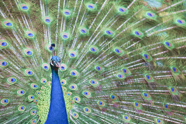 portret en close-up van peacock - Foto, afbeelding