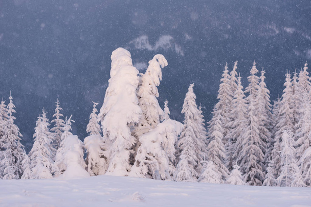 Abeto en la nieve en una colina de montaña
 - Foto, Imagen