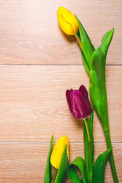 flowers close-up, yellow and purple tulips, background, nature - Φωτογραφία, εικόνα
