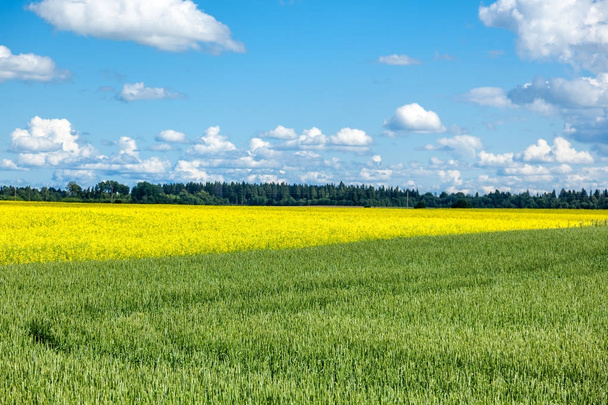 Bright beautiful summer landscape, green and rapeseed field, bea - Fotó, kép