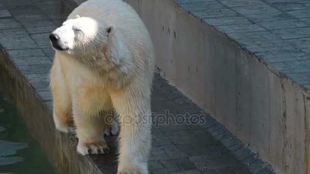 Polar bear in the zoo - Footage, Video