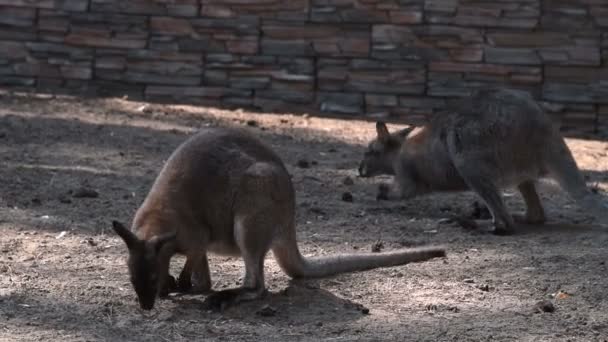 Kangaroos in outdoor aviary - Filmagem, Vídeo