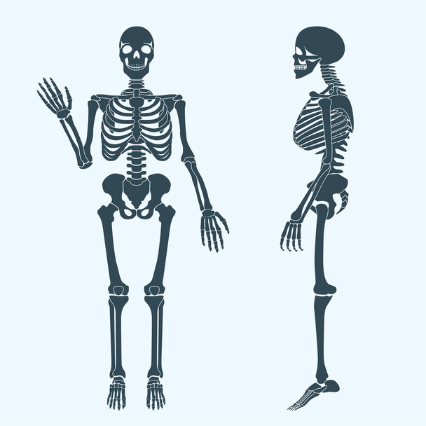 人間の骨のスケルトン シルエット ベクトル。人間の体の解剖学 - ベクター画像