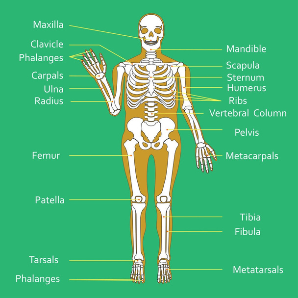 Tıbbi eğitim grafik Biyoloji insan iskelet diyagram için. Vektör çizim - Vektör, Görsel