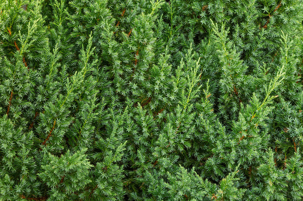 Background green from juniper branches - Photo, Image