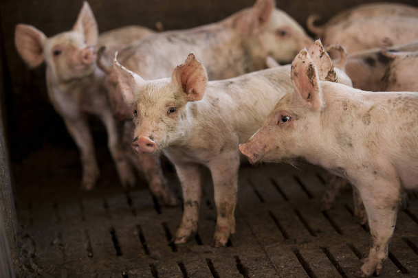 Cerdos pequeños en la granja, granja cubierta en Tailandia
.  - Foto, imagen