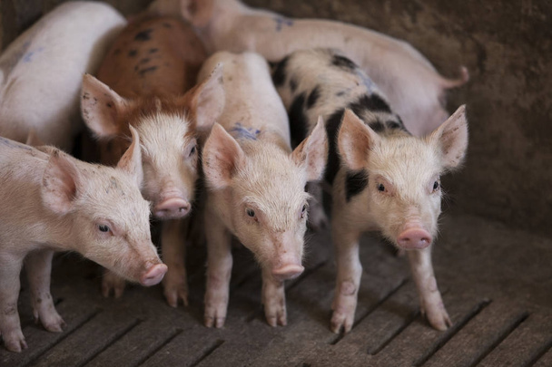 Porcos pequenos na fazenda, fazenda indoor na Tailândia
.  - Foto, Imagem