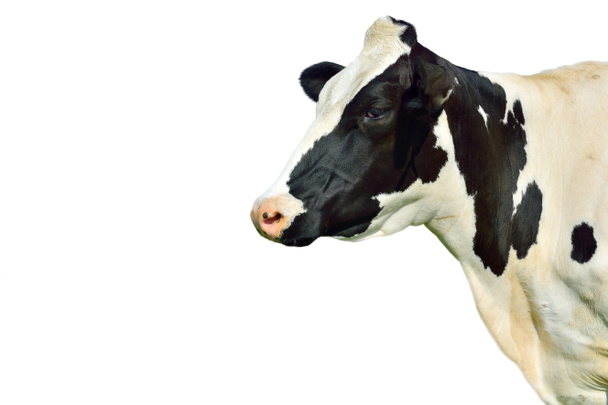 Αγελάδων γαλακτοπαραγωγής που απομονώνονται σε λευκό - Φωτογραφία, εικόνα