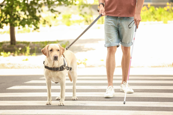Guide dog helping blind man on pedestrian crossing - Photo, Image