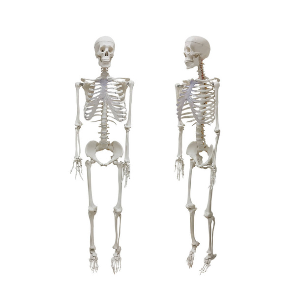 Beyaz arka plan üzerinde sağlık ve tıbbi izole insan iskeleti - Fotoğraf, Görsel