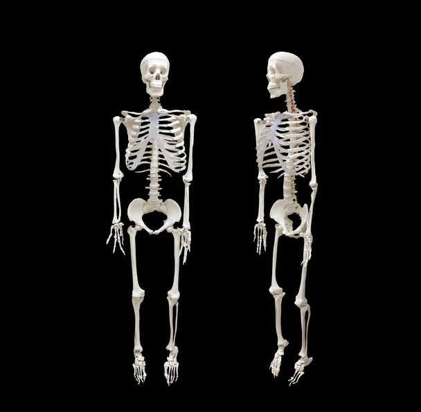 Szkielet człowieka na białym na czarnym tle, opieki zdrowotnej i medycznej - Zdjęcie, obraz