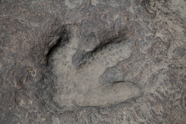 Fußabdrücke von Dinosauriern in Thailand. - Foto, Bild