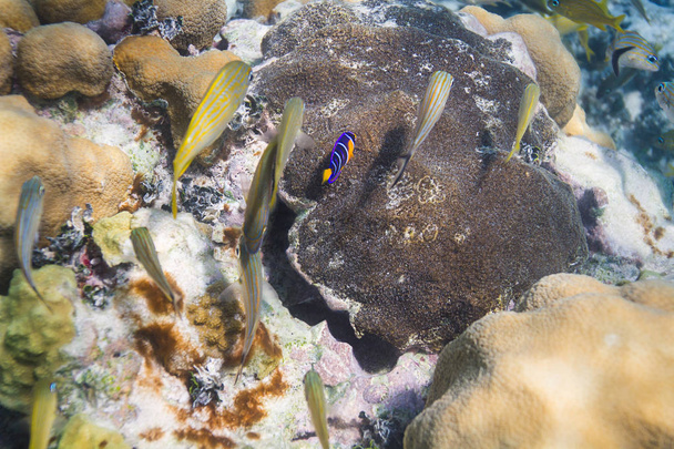 Angelo azzurro pesce e grugnito francese
 - Foto, immagini