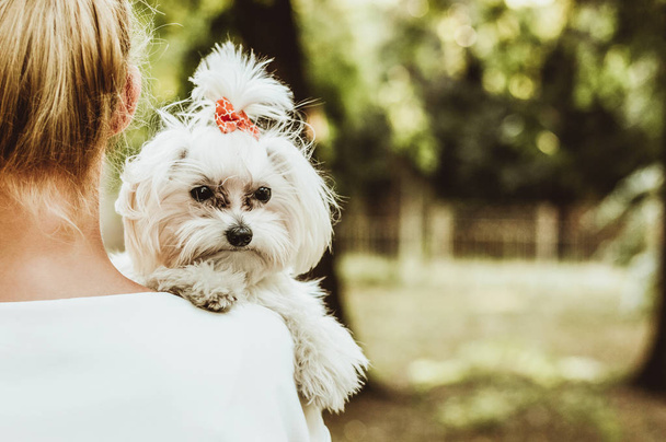 woman holds white maltese dog. - Photo, image
