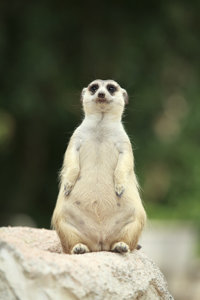 Meerkats - Φωτογραφία, εικόνα