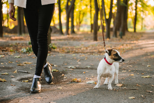 Woman goes with a dog walking in the autumn - jack russell terrier - Fotoğraf, Görsel