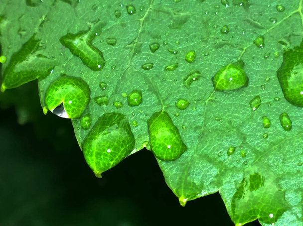 druivenblad met waterdruppels - Foto, afbeelding