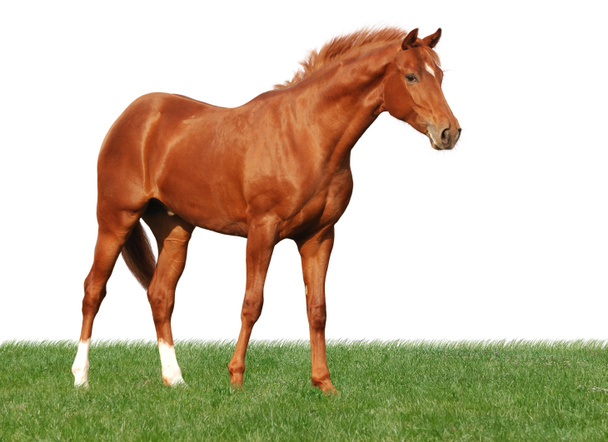 Каштановый конь на траве, изолированный на белом
 - Фото, изображение