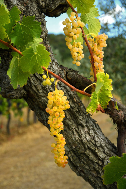 Белый виноград на винограднике в регионе Кьянти. Тоскана, Италия
 - Фото, изображение