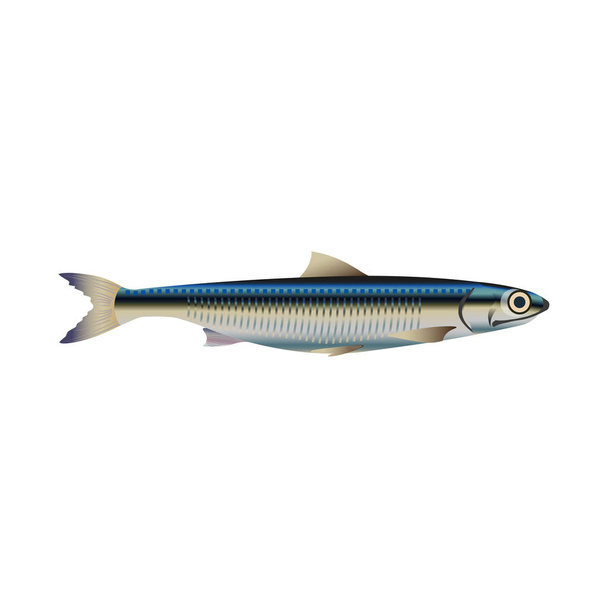 Anchovy fish vector - Vetor, Imagem