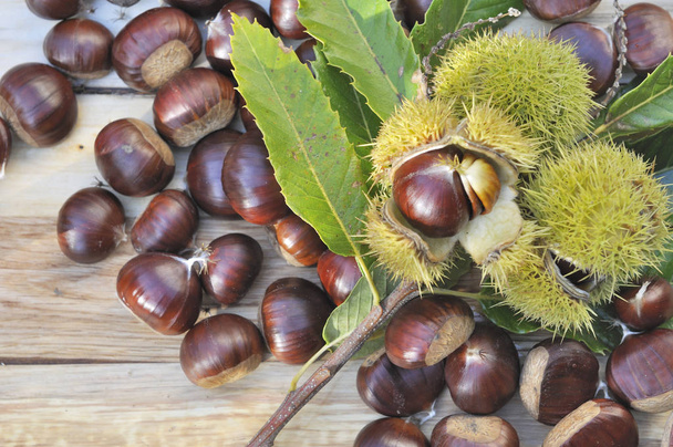 harvest of sweet chestnuts  - Photo, Image