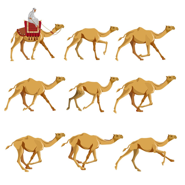 Καμήλες σε διάφορες πόζες - Διάνυσμα, εικόνα