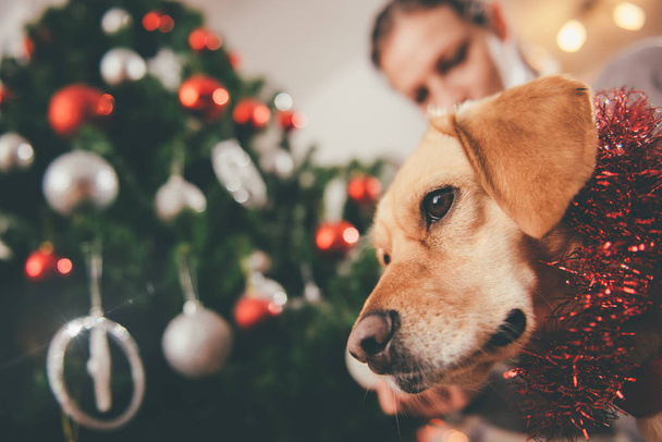 Dog sitting by christmas tree - Fotografie, Obrázek
