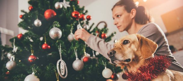 Dog sitting by christmas tree - Фото, зображення