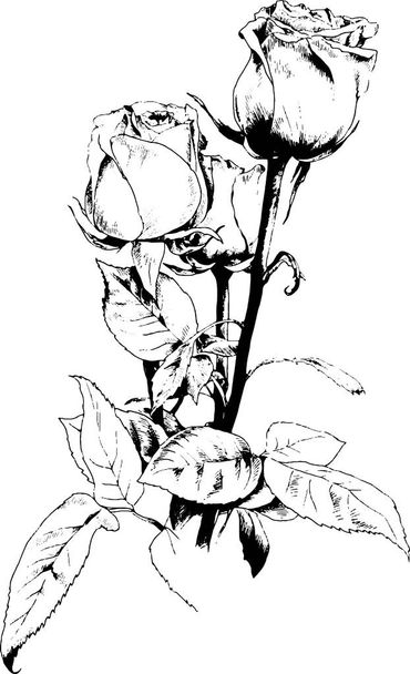 een boeket rozen, met de hand getekend in inkt - Vector, afbeelding