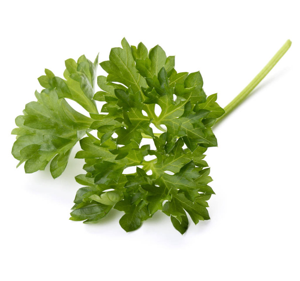 Fresh green parsley  - Fotografie, Obrázek