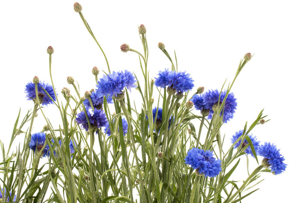 ヤグルマギクの青色の花束 - 写真・画像
