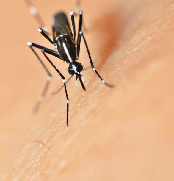 Ugryzienie komara - Zdjęcie, obraz