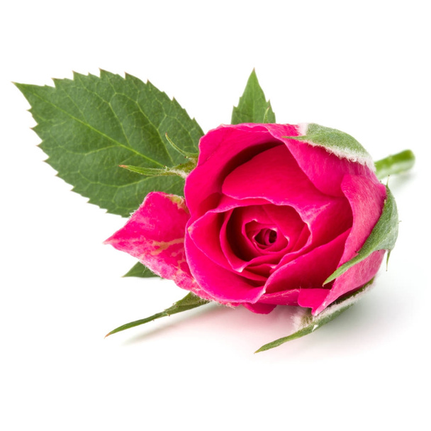Pink rose flower  - Photo, image