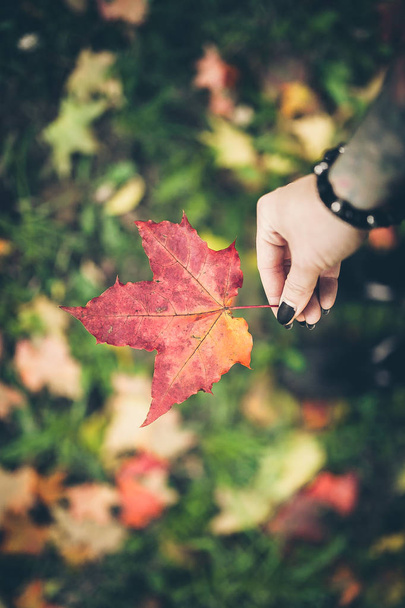 hand holding red leaf  - Foto, Imagem