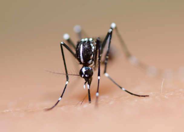 komár Aedes - Fotografie, Obrázek
