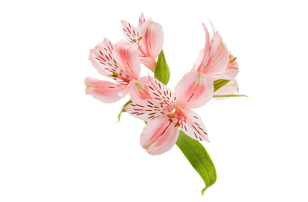 Alstroemeria flor rosa
  - Foto, imagen
